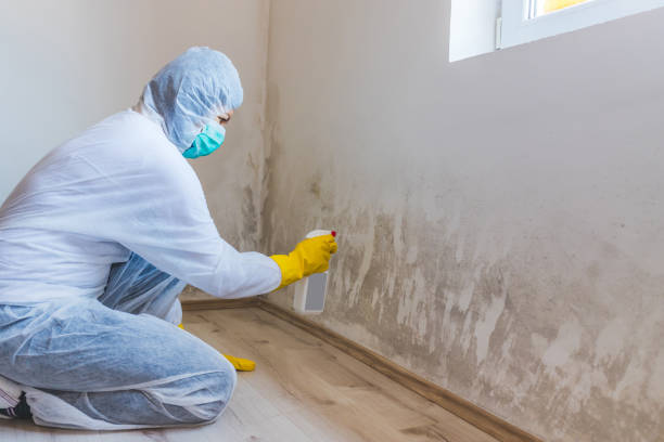 Licensed Mold Testing service in East Norwich, NY - WQB Mold Removal